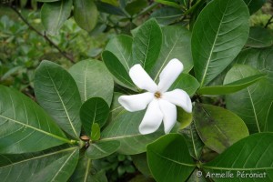 Guadeloupe Août 2015-02724   